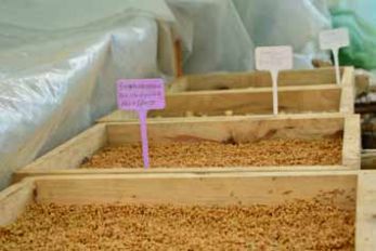 A case study of the community seed bank under the LAMJINGSHAI CLF, Ri bhoi district